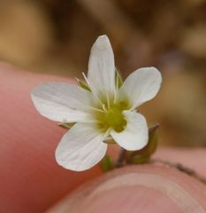 Arenaria ciliata multicaulis