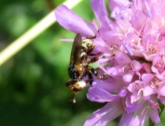 Myopa variegata