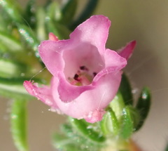 Erica grata