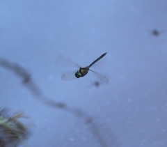 Somatochlora exuberata