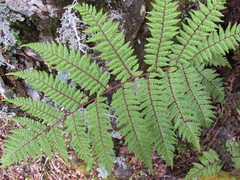 Cyathea colensoi