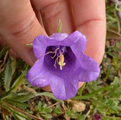 Campanula alpestris