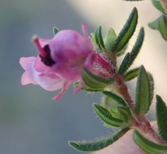Erica grata