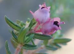 Erica grata