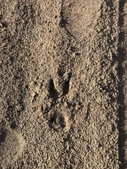 Capreolus