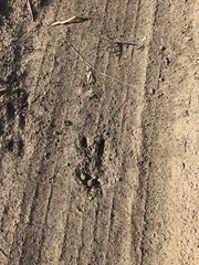 Capreolus