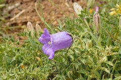 Campanula alpestris