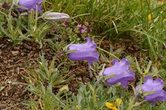 Campanula alpestris