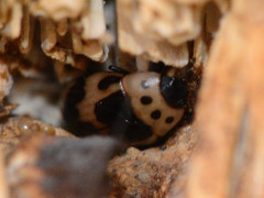 Ischyrus quadripunctatus