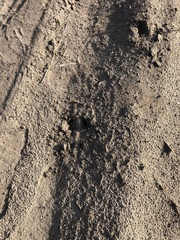 Capreolus