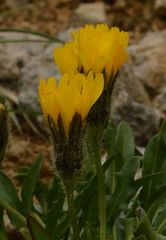 Scorzoneroides montana
