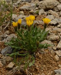 Scorzoneroides montana