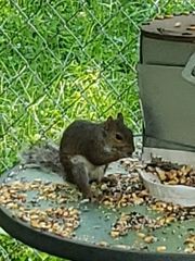 Sciurus carolinensis