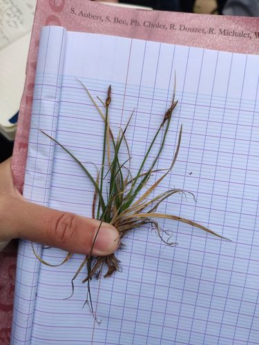 Carex rupestris iNat (2)