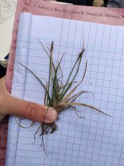 Carex rupestris