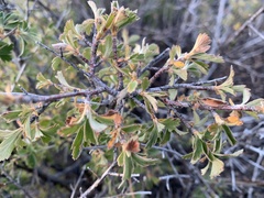 Holodiscus discolor microphyllus