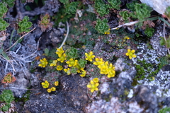 Saxifragales