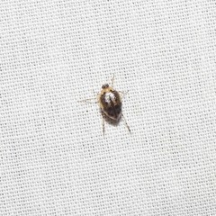 Peltodytes edentulus