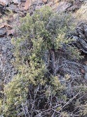 Holodiscus discolor microphyllus