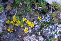 Saxifragales