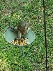 Sciurus carolinensis