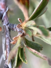 Holodiscus discolor microphyllus