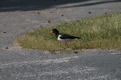 Haematopus ostralegus