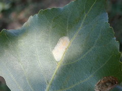 Phyllonorycter connexella