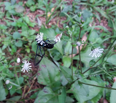 Nyridela acroxantha