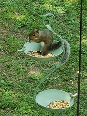 Sciurus carolinensis