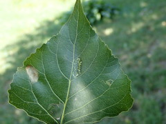 Phyllonorycter connexella