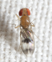 Chymomyza amoena
