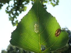 Phyllonorycter connexella