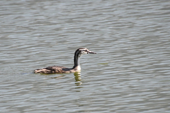 Podiceps cristatus