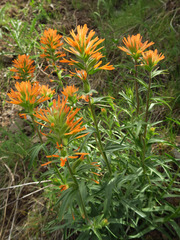 Castilleja hispida acuta
