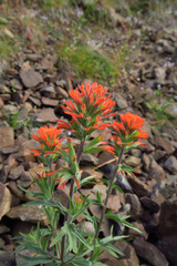 Castilleja hispida acuta