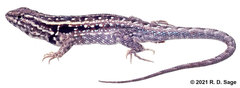 Liolaemus darwinii
