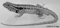 Liolaemus darwinii