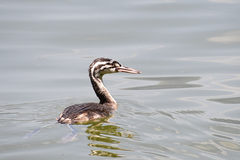 Podiceps cristatus