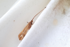 Limnephilus ornatus
