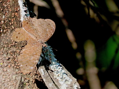 Hamadryas atlantis lelaps