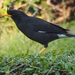Great Myna - Photo (c) J. Maughn, some rights reserved (CC BY-NC), uploaded by James Maughn