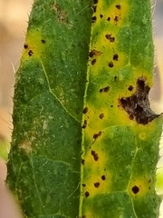 Puccinia cnici