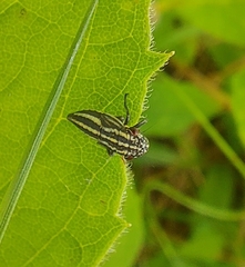 Cuerna striata