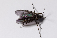 Sciara hemerobioides