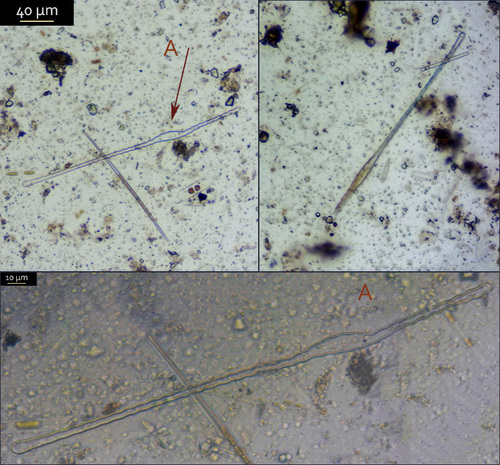 Genus Toxarium · iNaturalist