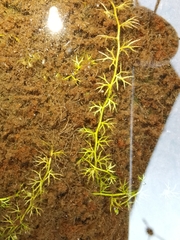 Utricularia minor