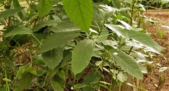 Baliospermum solanifolium