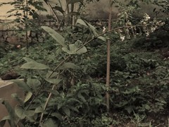 Clerodendrum indicum