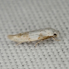 Mompha circumscriptella